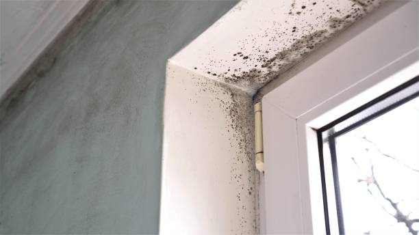 Best Airborne Mold Testing  in Albert Lea, MN