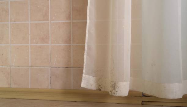Reliable Albert Lea, MN Mold Removal Solutions