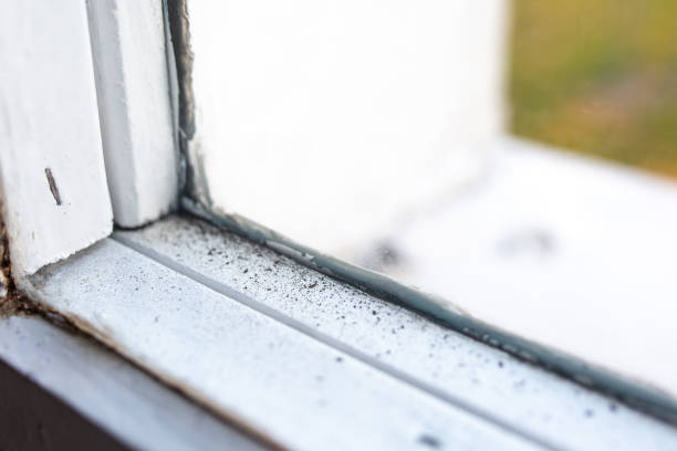 Best Water Damage & Mold Remediation  in Albert Lea, MN
