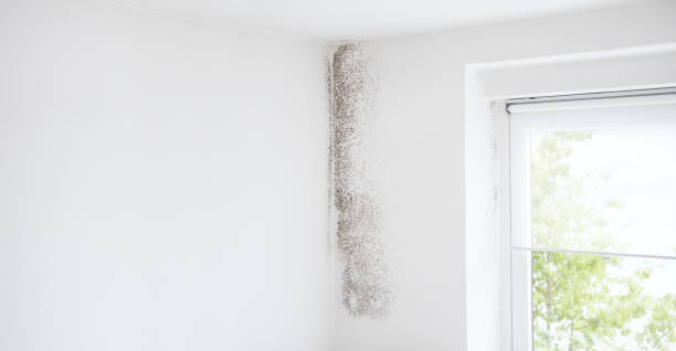 Best Black Mold Removal  in Albert Lea, MN
