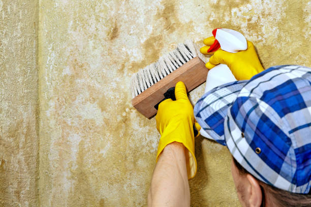 Best Crawl Space Mold Remediation  in Albert Lea, MN
