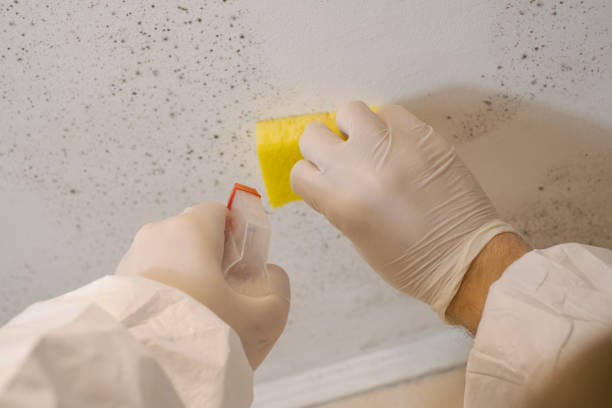 Best Mold Remediation for Healthcare Facilities  in Albert Lea, MN
