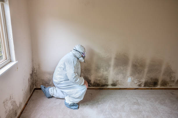 Best Mold Removal for HVAC Installations  in Albert Lea, MN
