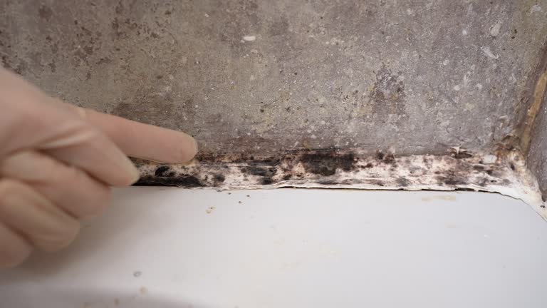 Forensic Mold Investigation in Albert Lea, MN